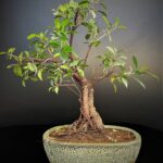 Ficus microcarpa Live Bonsai Tree for Sale in Delhi & NCR Delhibonsai. Buy bonsai online in Delhi Gurgaon NOIDA and get home delivered gift