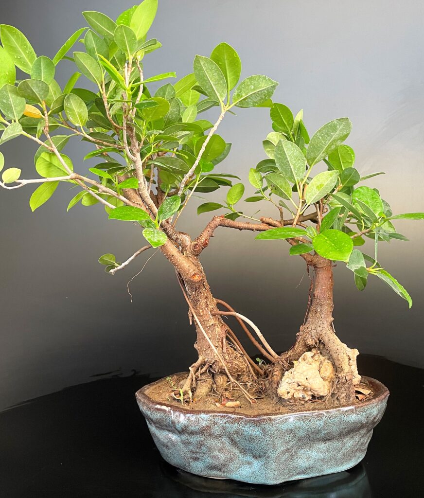 Ficus Longisland Group Planting - Buy Indian Bonsai Delhi Home Delivered