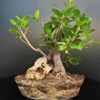 Ficus longisland live bonsai tree for sale