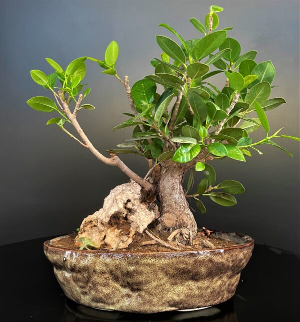 Ficus longisland live bonsai tree for sale