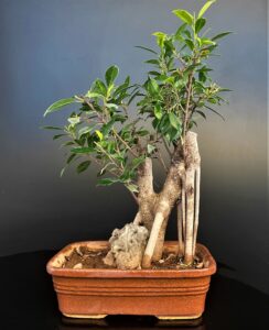Ficus microcarpa Live Bonsai Tree for Sale in Delhi & NCR Delhibonsai. Buy bonsai online in Delhi Gurgaon NOIDA and get home delivered gift for friends.
