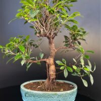 microcarpa imported bonsai