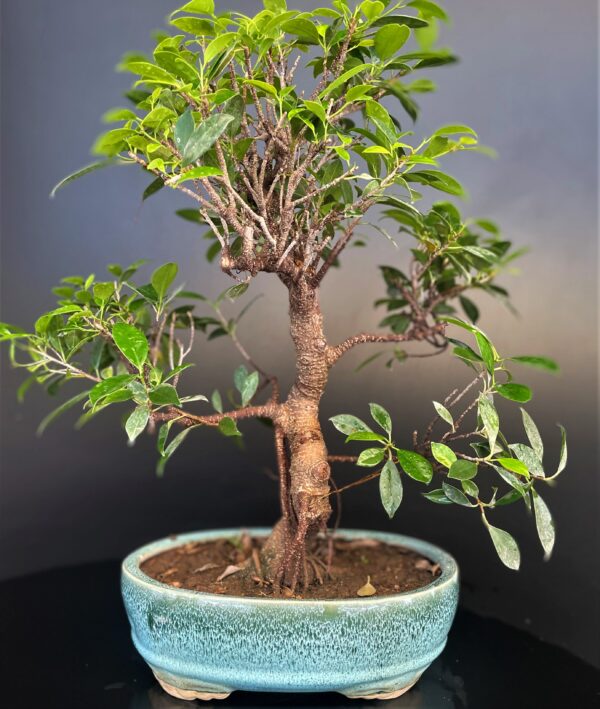 microcarpa imported bonsai