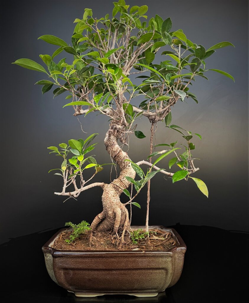Ficus microcarpa bonsai