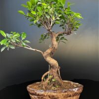Ficus microcarpa S Shaped