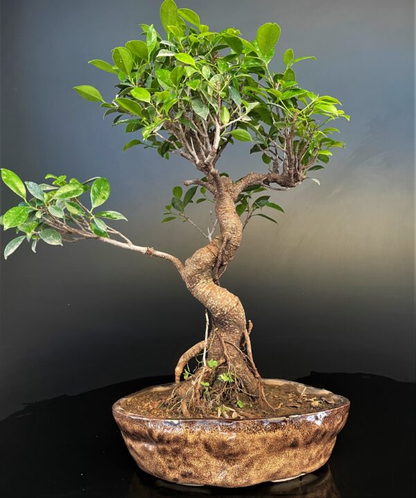 Ficus microcarpa S Shaped