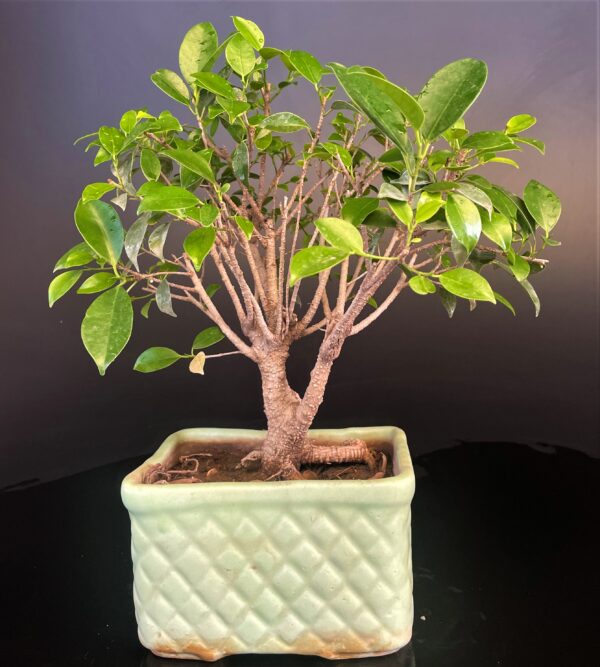 Ficus macrocarpa Gift Bonsai