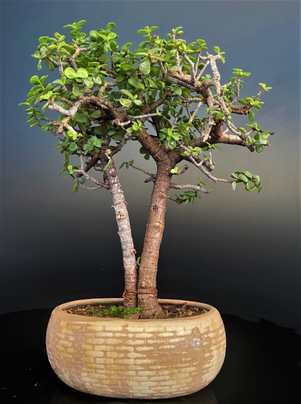 money tree bonsai Jade Bonsai Friendship tree