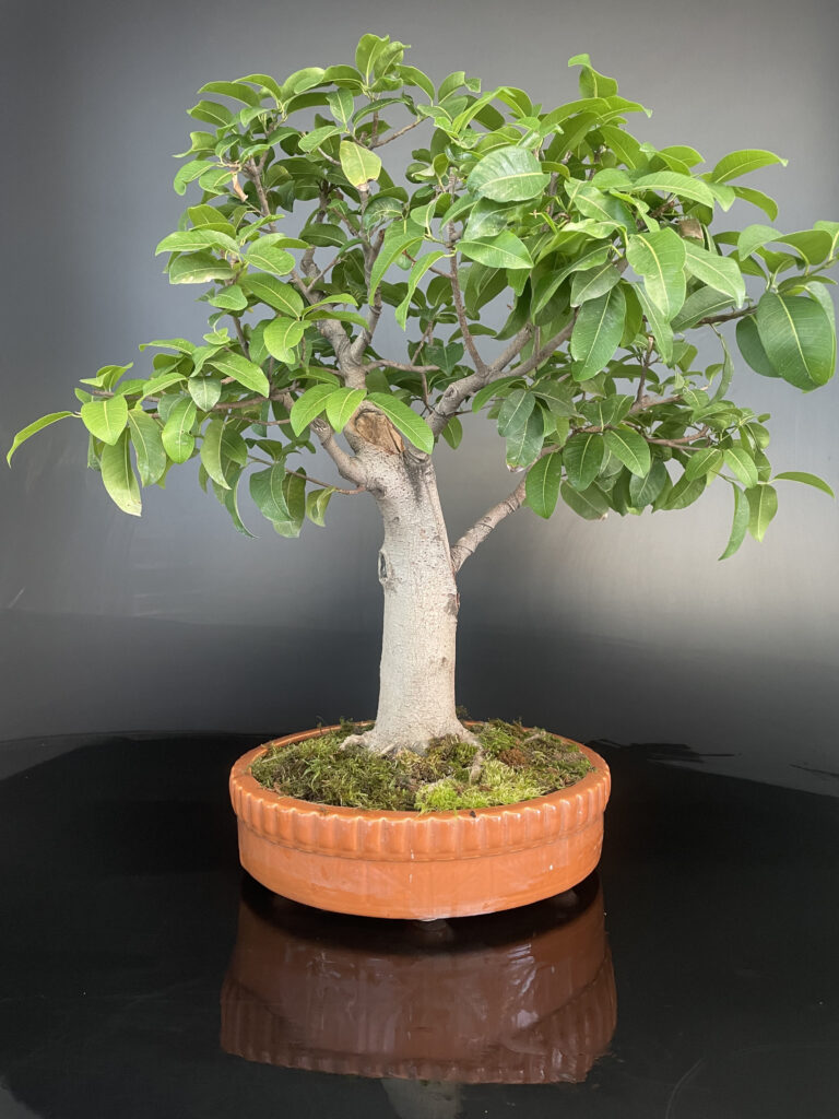 Ficus lipstic Bonsai tree species