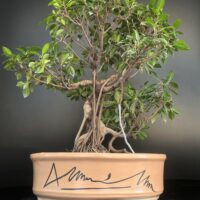 Old Ficus microcarpa Bonsai buy online microcarpa ginsing online gift to loved ones