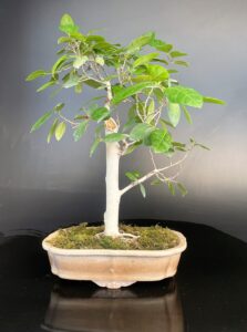 Brahma sand paper tree bonsai