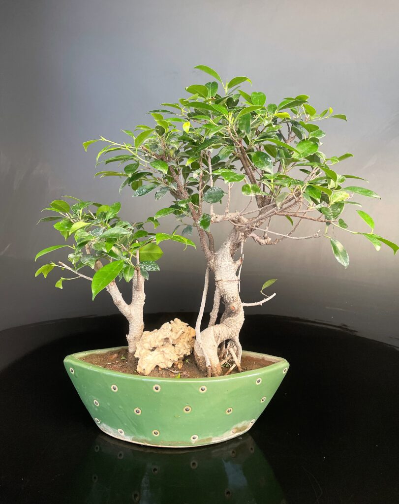 Ficus microcarpa Group Rock Bonsai