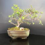 Crasulla Bonsai Jade Bonsai known as the "money tree" and is believed to bring good fortune and financial success