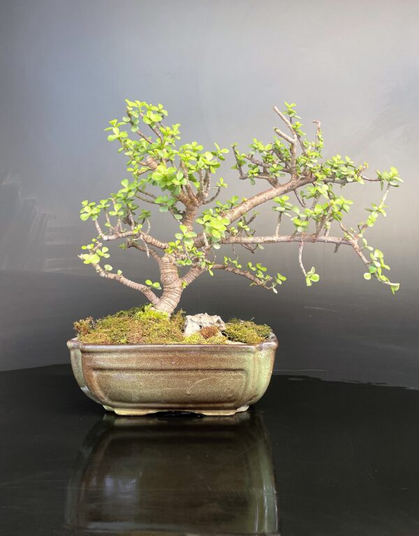 Crasulla Bonsai Jade Bonsai known as the "money tree" and is believed to bring good fortune and financial success