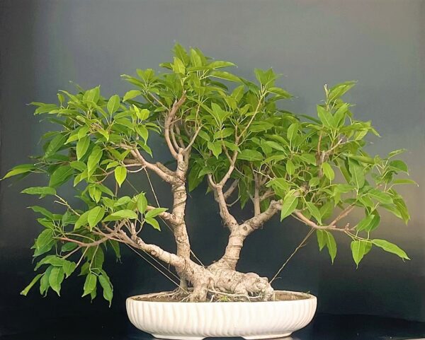 Ficus virens Pilkhan Bonsai Tree for Sale in Delhi & NCR Delhibonsai. Buy bonsai online in Delhi Gurgaon NOIDA and get home delivered gift for friends.