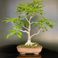 Pilkhan Bonsai Tree Ficus Virens bonsai