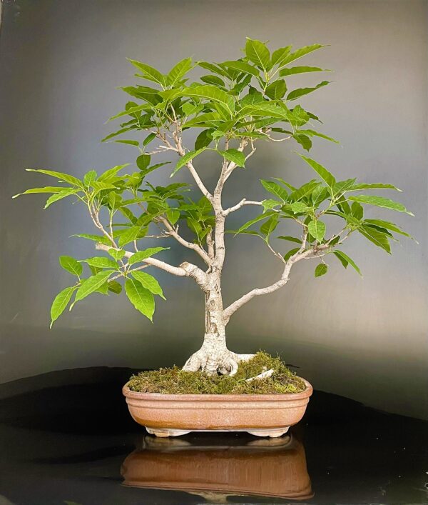 Pilkhan Bonsai Tree Ficus Virens bonsai