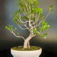 Live Bonsai buy online microcarpa ginsing online gift to loved ones