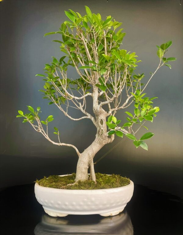 Live Bonsai buy online microcarpa ginsing online gift to loved ones
