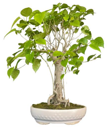 Ficus religosa Bonsai Tree from delhibonsai.com