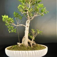 Live Bonsai Tree buy online microcarpa ginsing online gift to loved ones