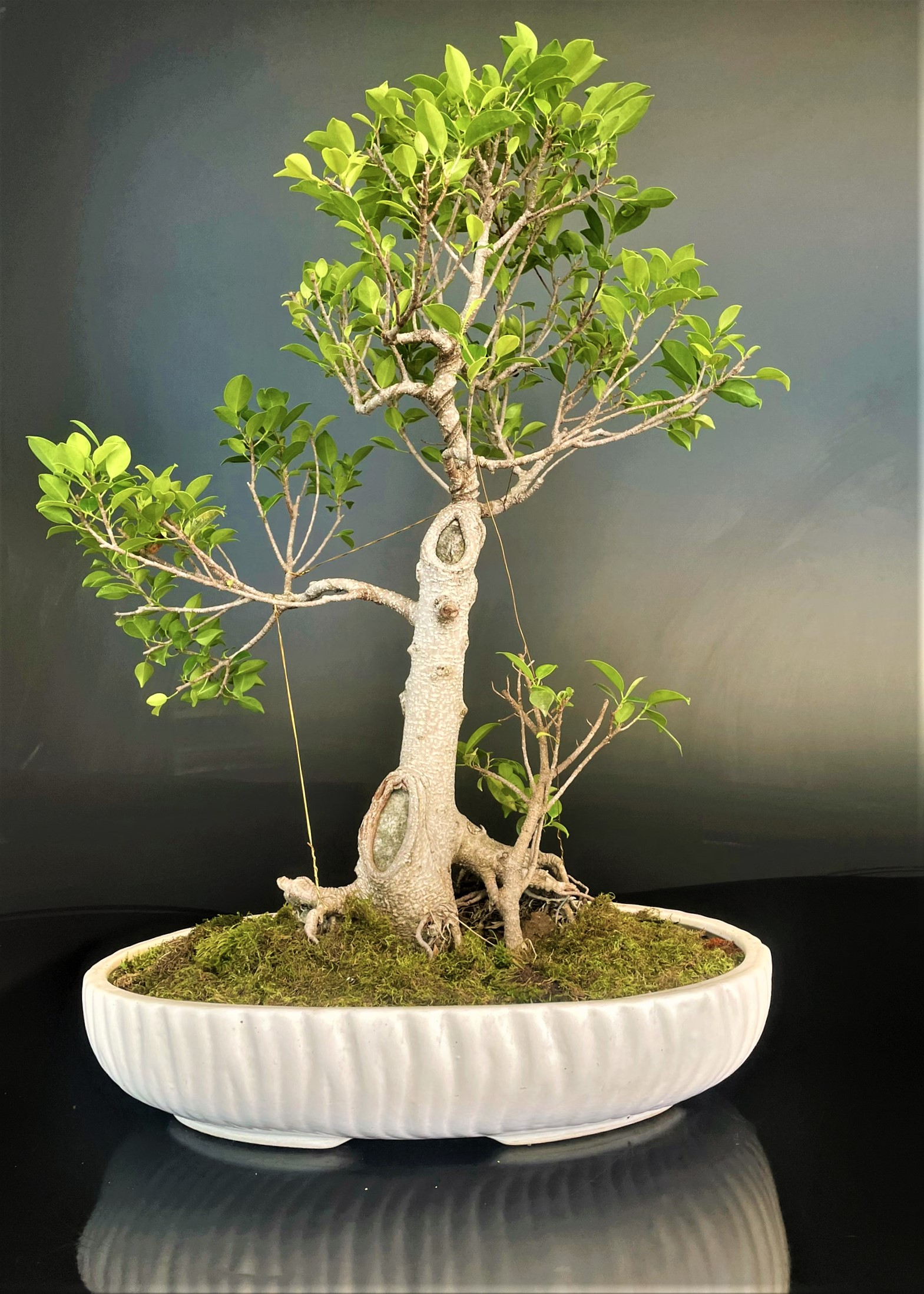 Ficus Microcarpa Live Bonsai Tree - Buy Indian Bonsai Delhi Home