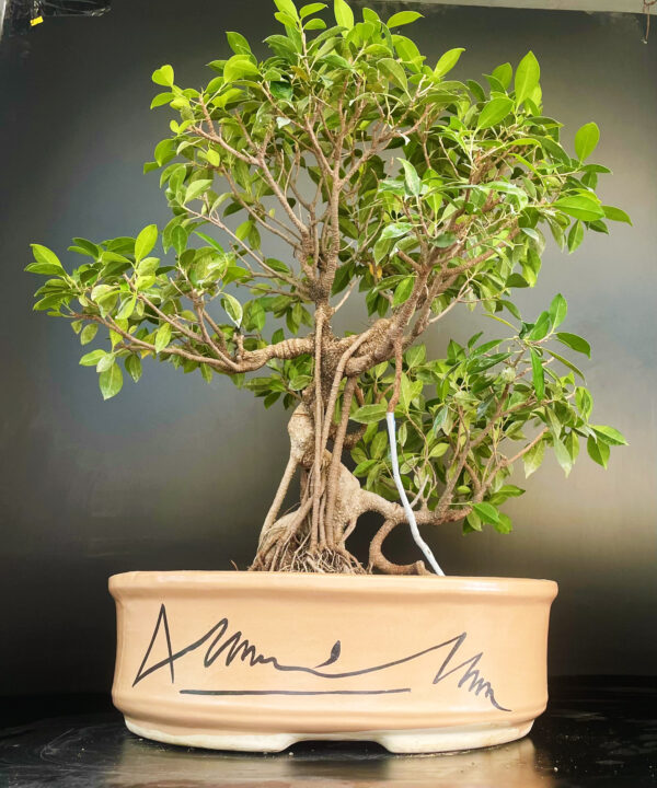 buy online microcarpa ginsing online gift to loved ones