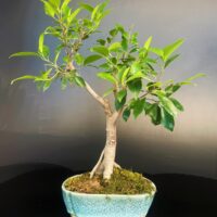 Ficus Panda Bonsai Tree for Sale in Delhi & NCR Delhi bonsai. Buy bonsai online in Delhi Gurgaon NOIDA and get home delivered gift for friends.