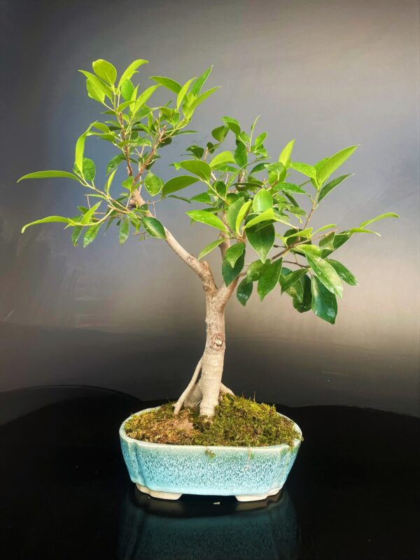 Ficus Panda Bonsai Tree for Sale in Delhi & NCR Delhi bonsai. Buy bonsai online in Delhi Gurgaon NOIDA and get home delivered gift for friends.