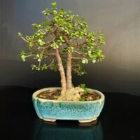 Crasulla Ovata Jade Bonsai Friendship tree