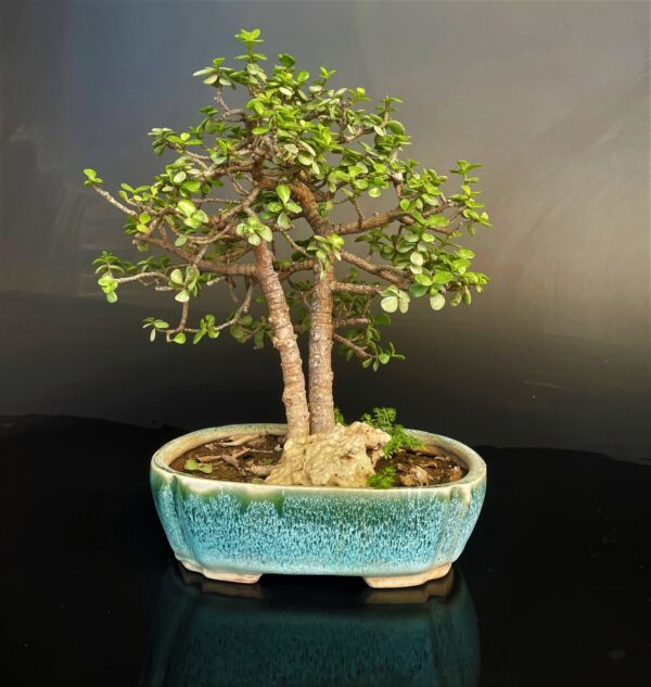 Crasulla Ovata Jade Bonsai Friendship tree