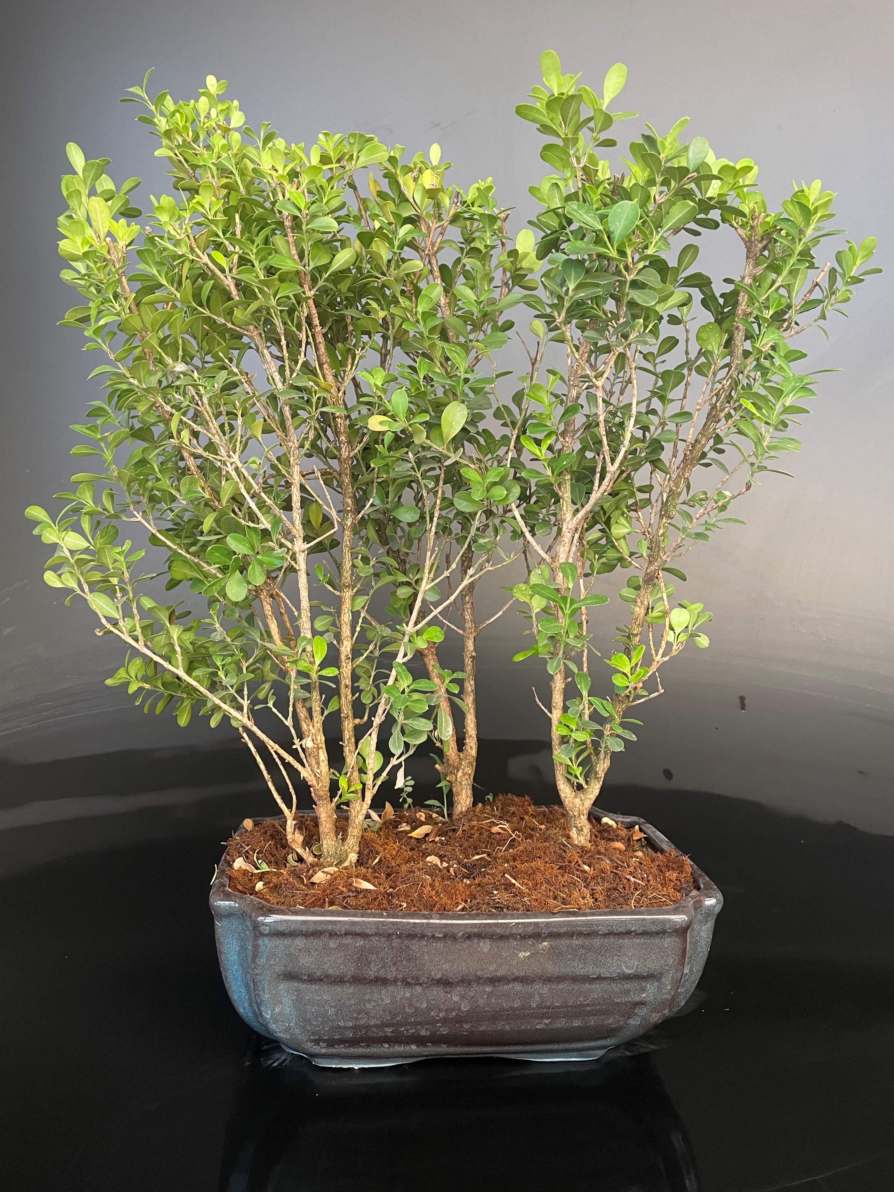 Boxwood Landscape Rare bonsai
