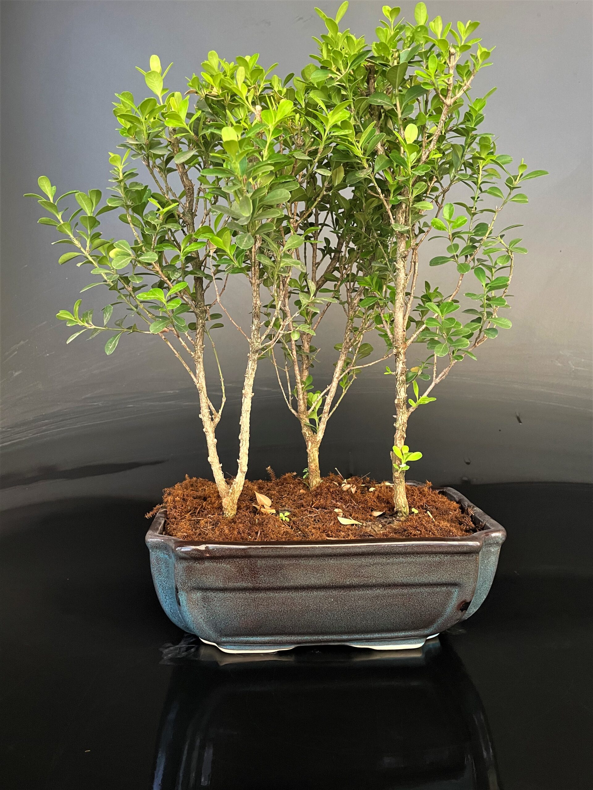 Buy Led Bonsai Online In India -  India