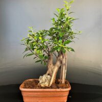 Ficus microcarpa Bonsai rock display