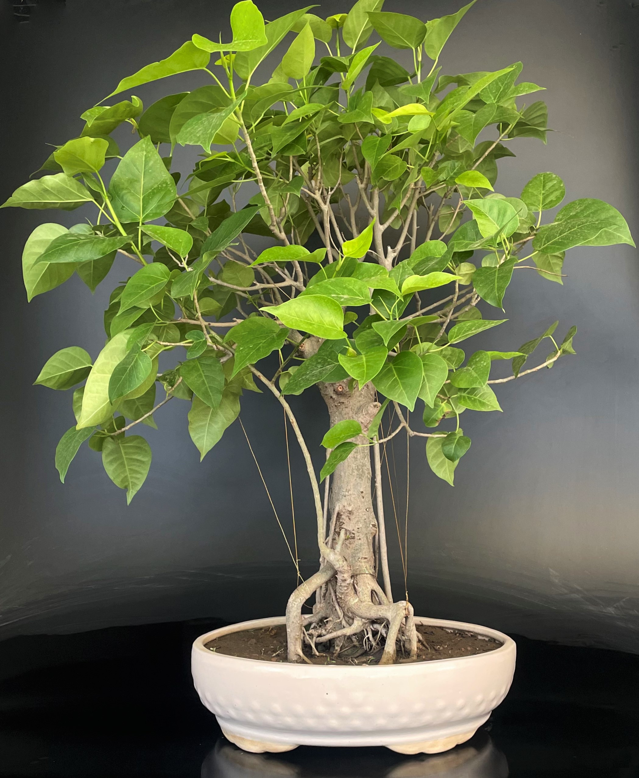 Indian Banyan Bonsai Ficus benghalensis Tropical House Plant 15 Fresh Rare  Seeds 