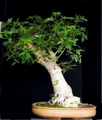 Kalpvriksha delhibonsai.com