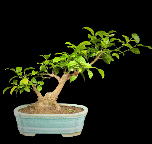 Ficus lipstic from delhibonsai.com