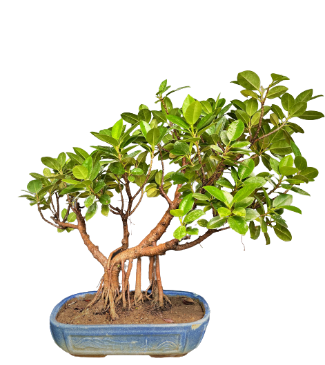 Ficus longislanf from delhi bonsai.com