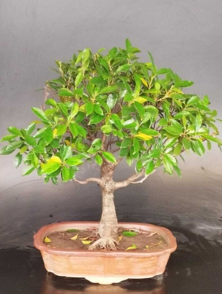 Ficus microcarpa Big size bonsai on sale by delhibonsai.com hand made