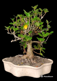 ficus longisland plant bonsai