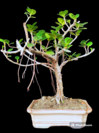 Ficus longisland Gift Bonsai
