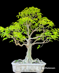 Bodhivriksha Bonsai tree