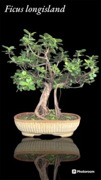 Ficus longisland plant bonsai