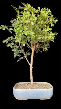 flowering bonsai