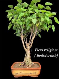 Bodhi Vriksha Bonsai Spritual Bodhi Vriksha online