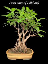 Pilkhan Multi Trunk Bonsai