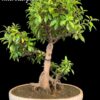 bonsai of microcrapa