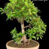 Live Bonsai Tree buy online microcarpa ginsing online gift to loved ones