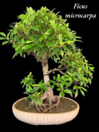 Live Bonsai Tree buy online microcarpa ginsing online gift to loved ones