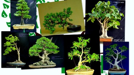 Past work of delhibonsai.com